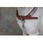 Collier pour chien