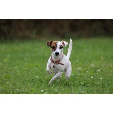 Collier pour chien